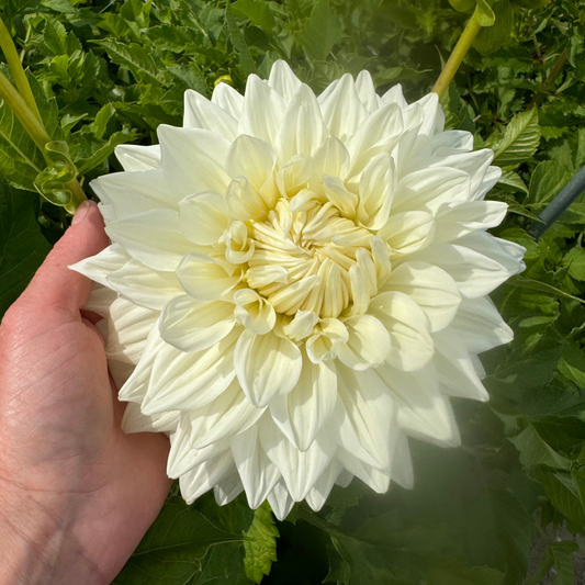 Dahlia Bull's Pride