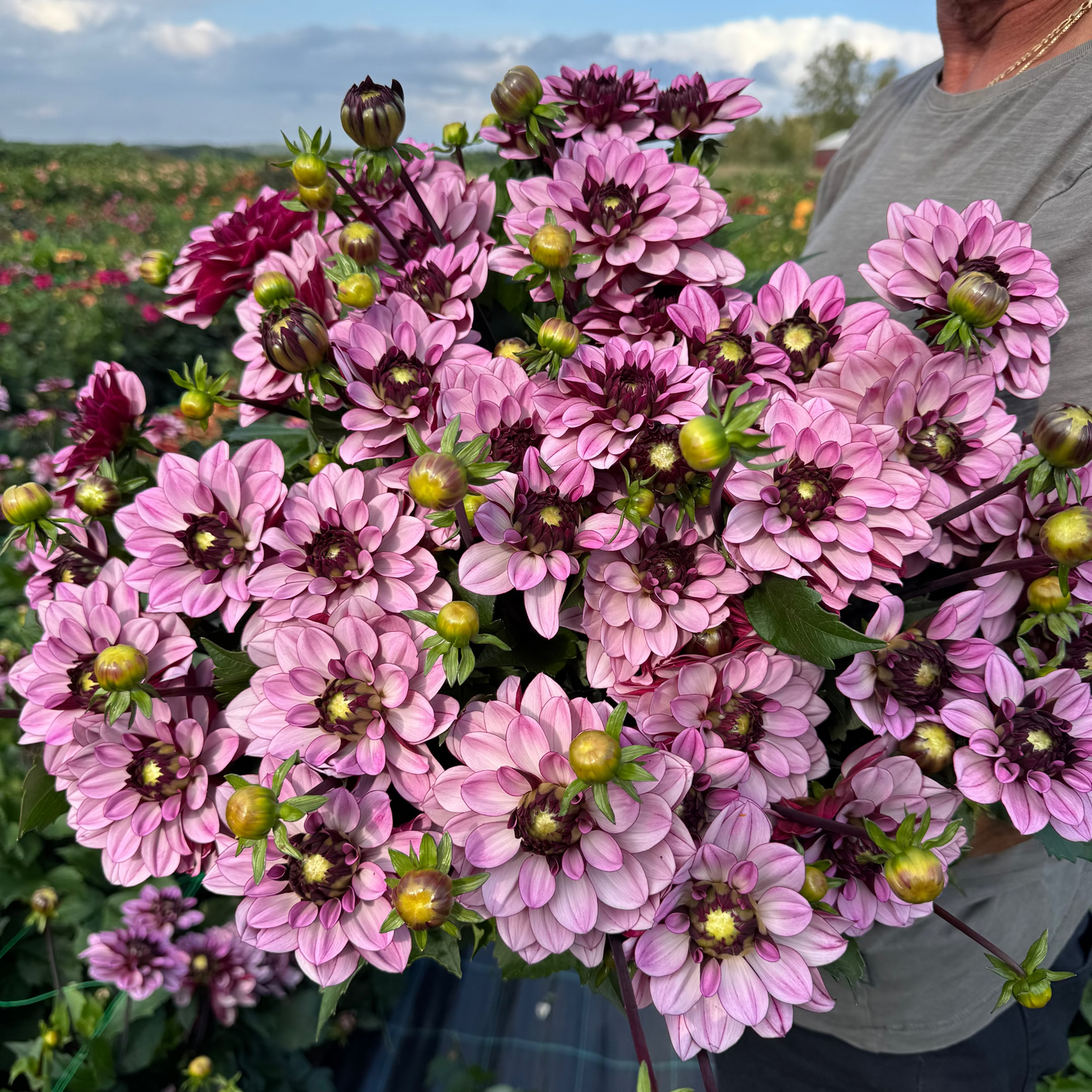 Dahlia LB-CdC Svenskodlad