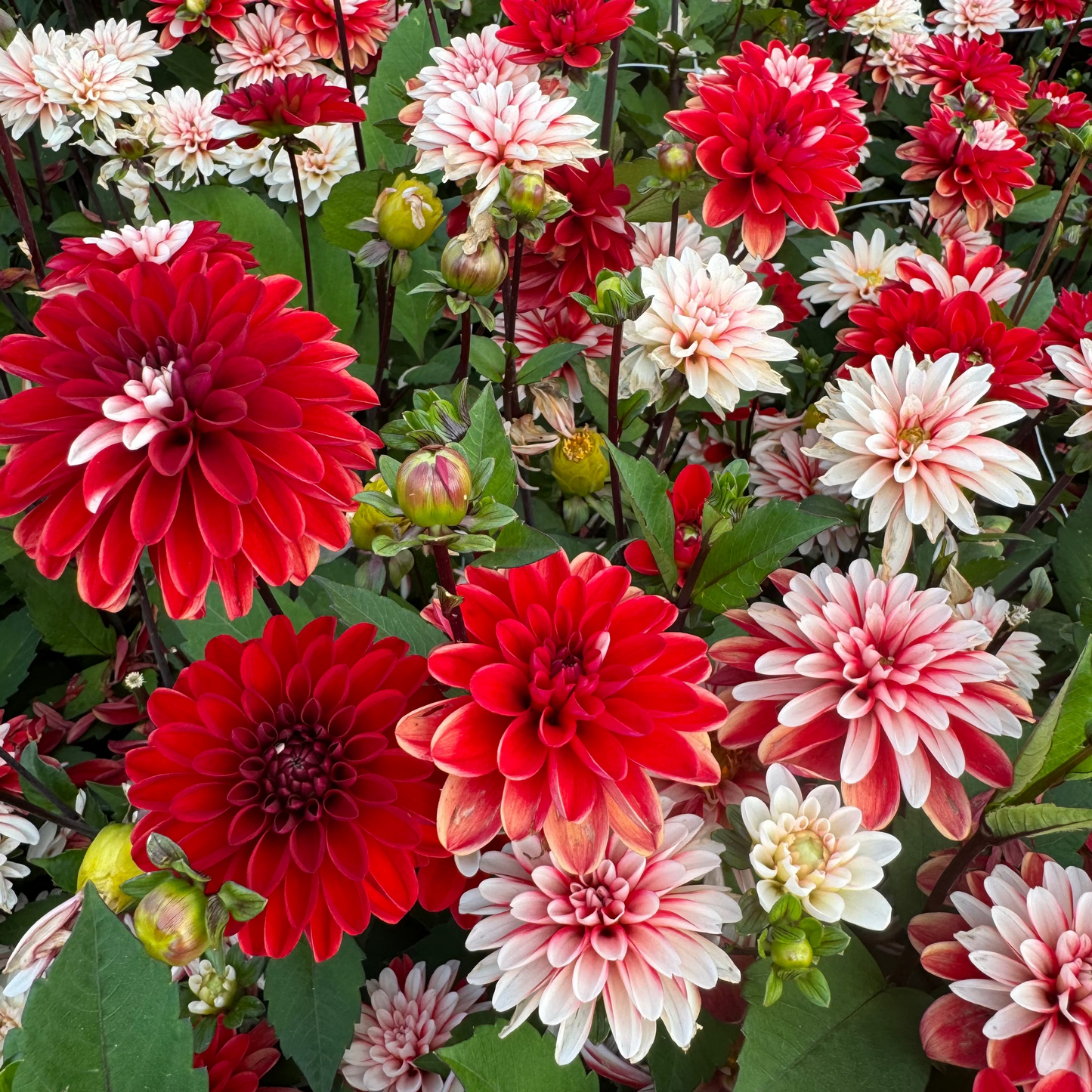 Dahlia Pacific Time Nyhet!