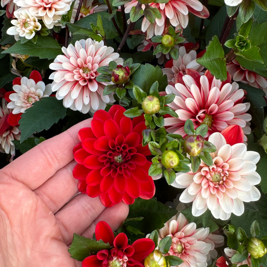 Dahlia Pacific Time Nyhet!