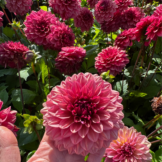 Dahlia Night Wispher LB-107