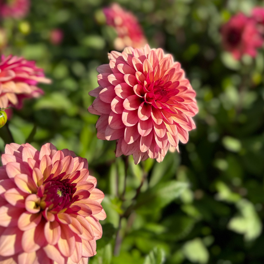 Dahlia SixSeven Nyhet!