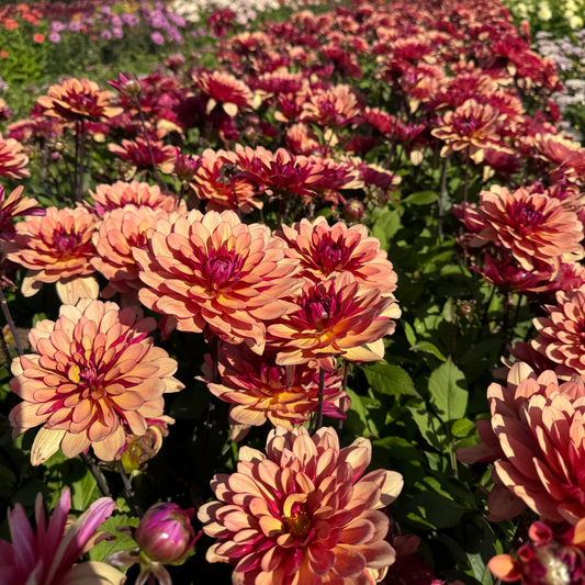 Dahlia Cherry Spice Svenskodlad