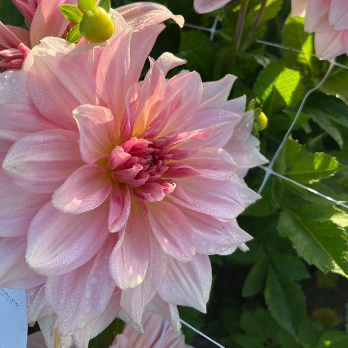 Dahlia Fairway Pilot