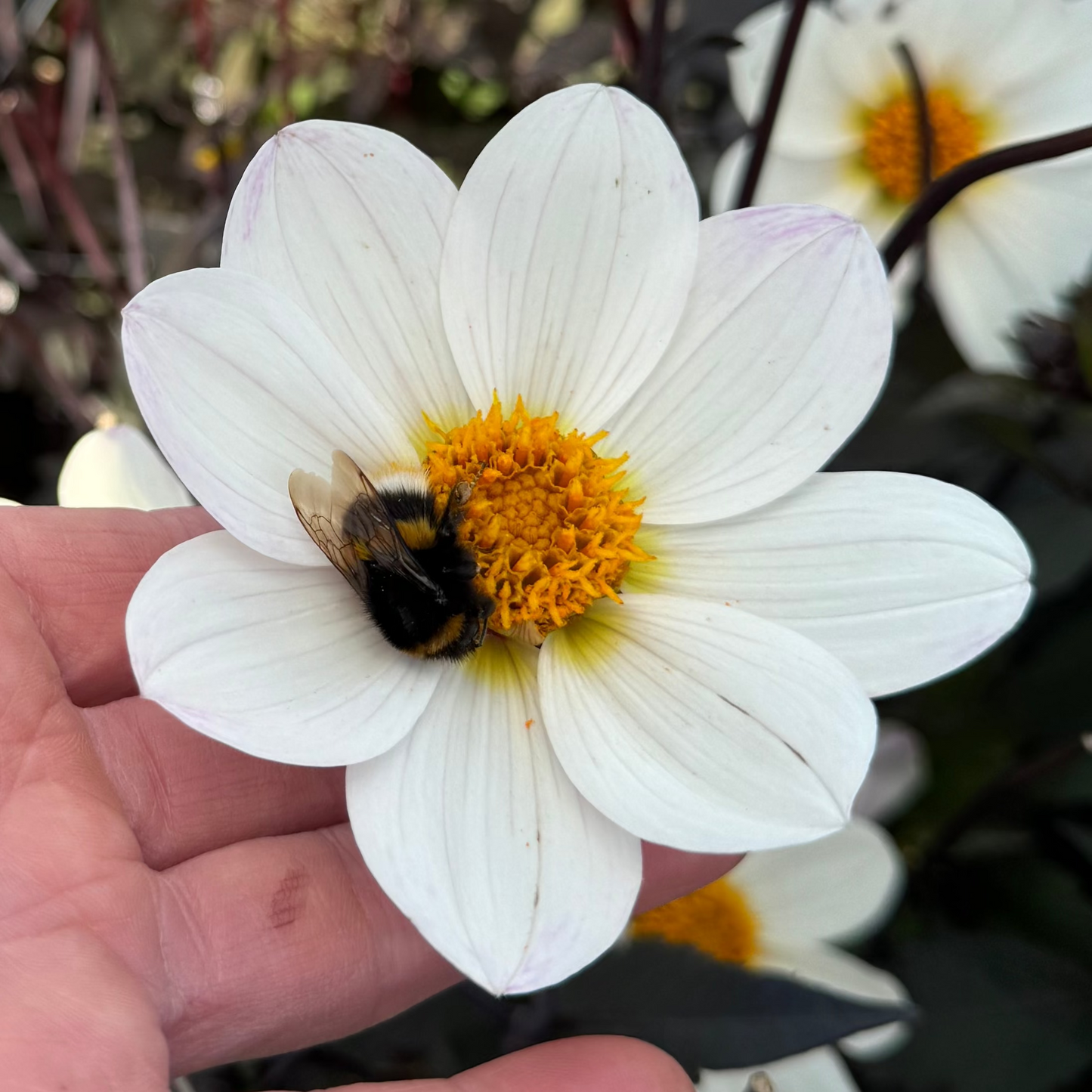 Dahlia Dahlegria White