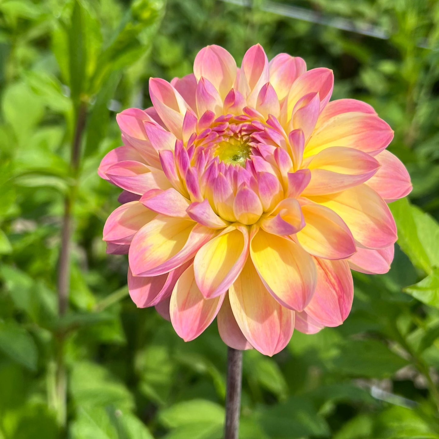 Dahlia Hapet Pastel