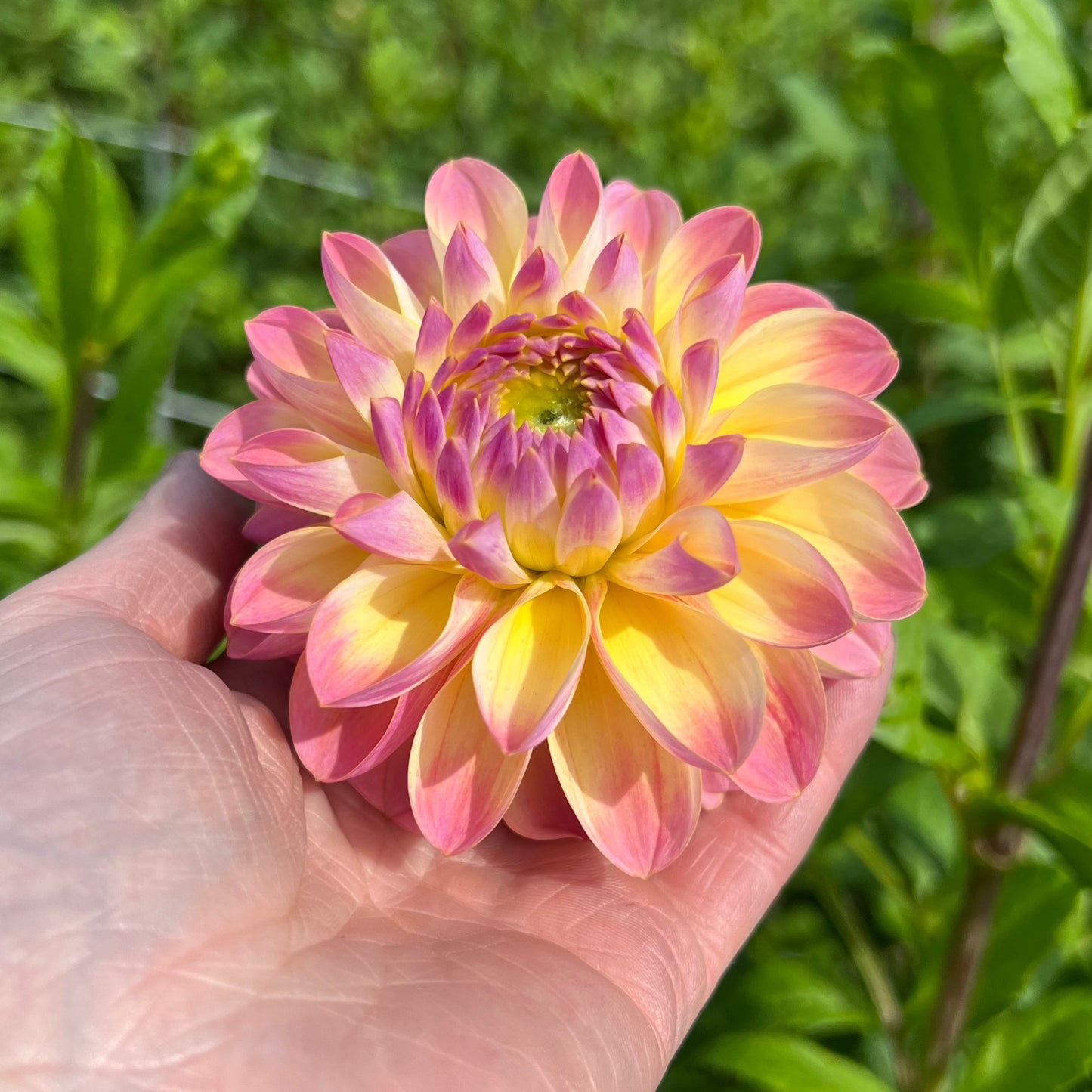Dahlia Hapet Pastel