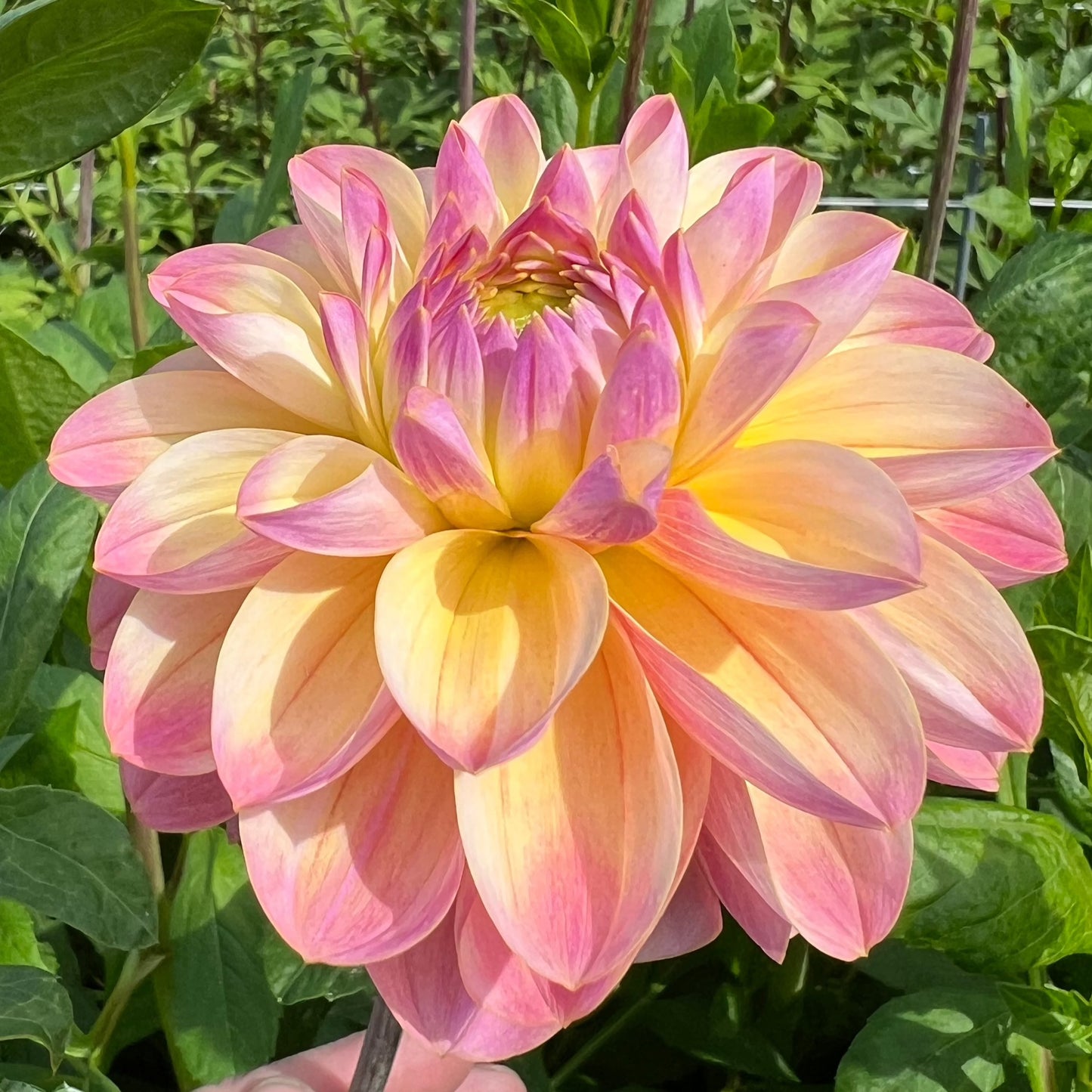 Dahlia Hapet Pastel