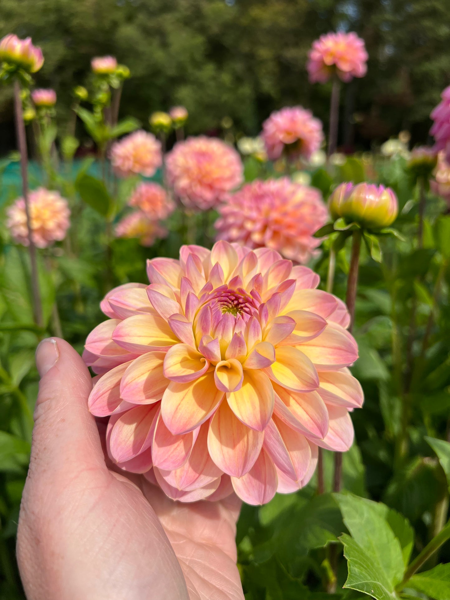 Dahlia Hapet Pastel
