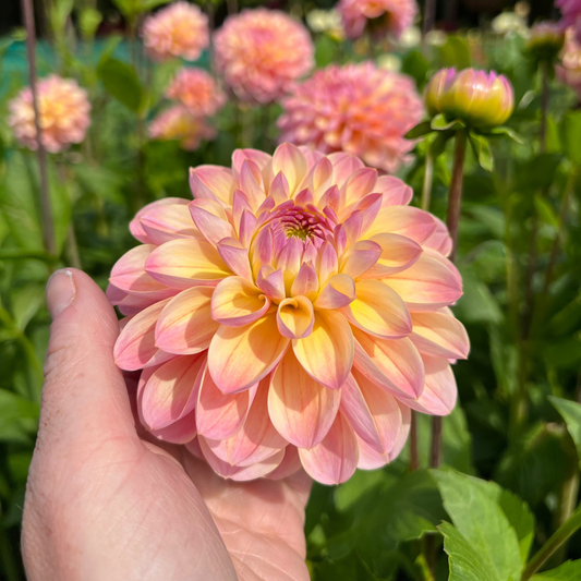 Dahlia Hapet Pastel