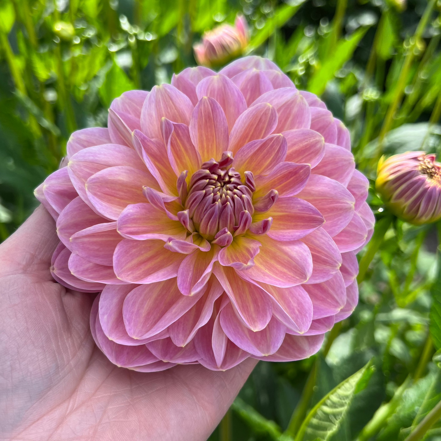 Dahlia Hapet Old Charm EXCLUSIV!