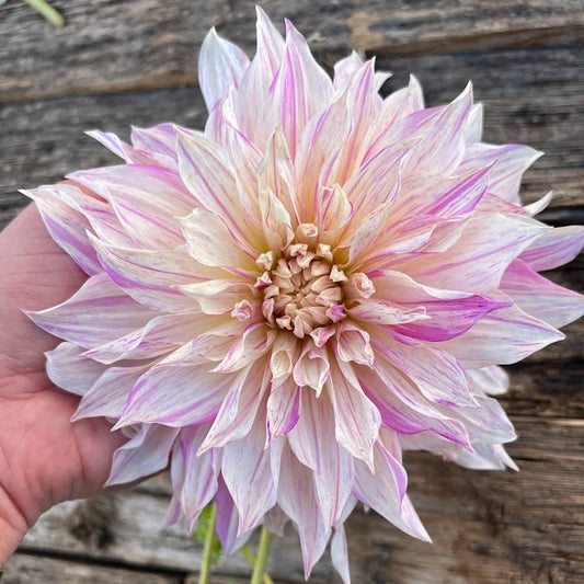 Dahlia Café au lait Twist