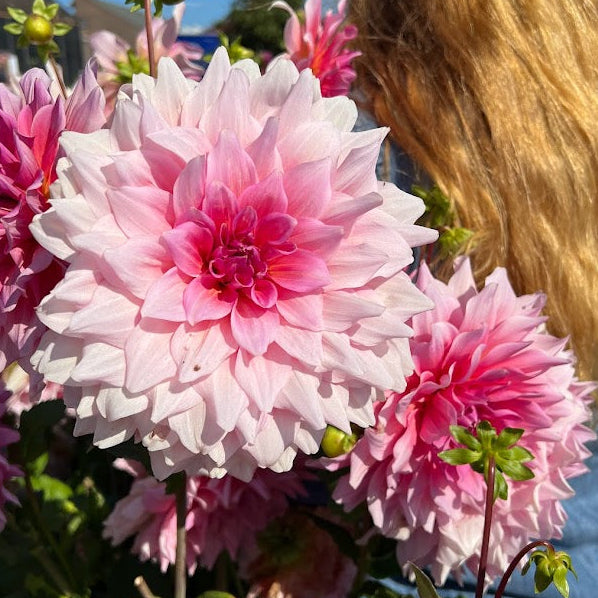 Dahlia Otto's Thrill