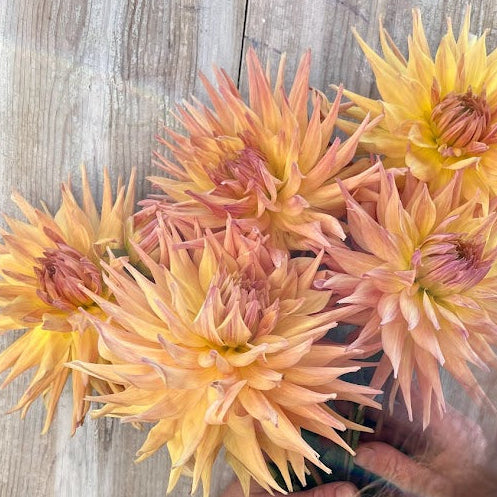 Dahlia Penhill Autumn Shade