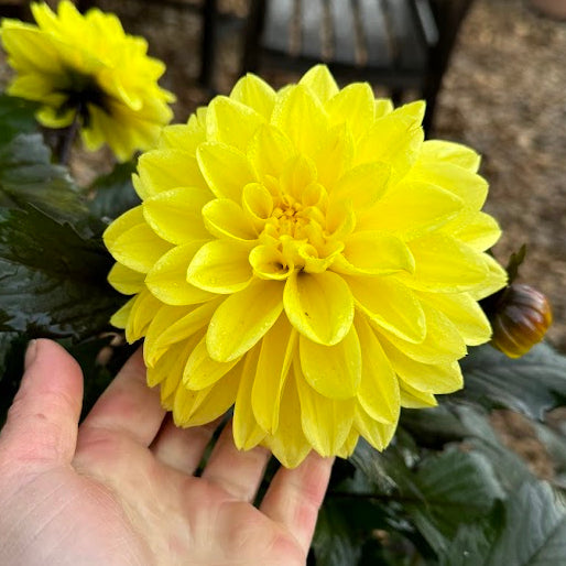 Dahlia Meteorit