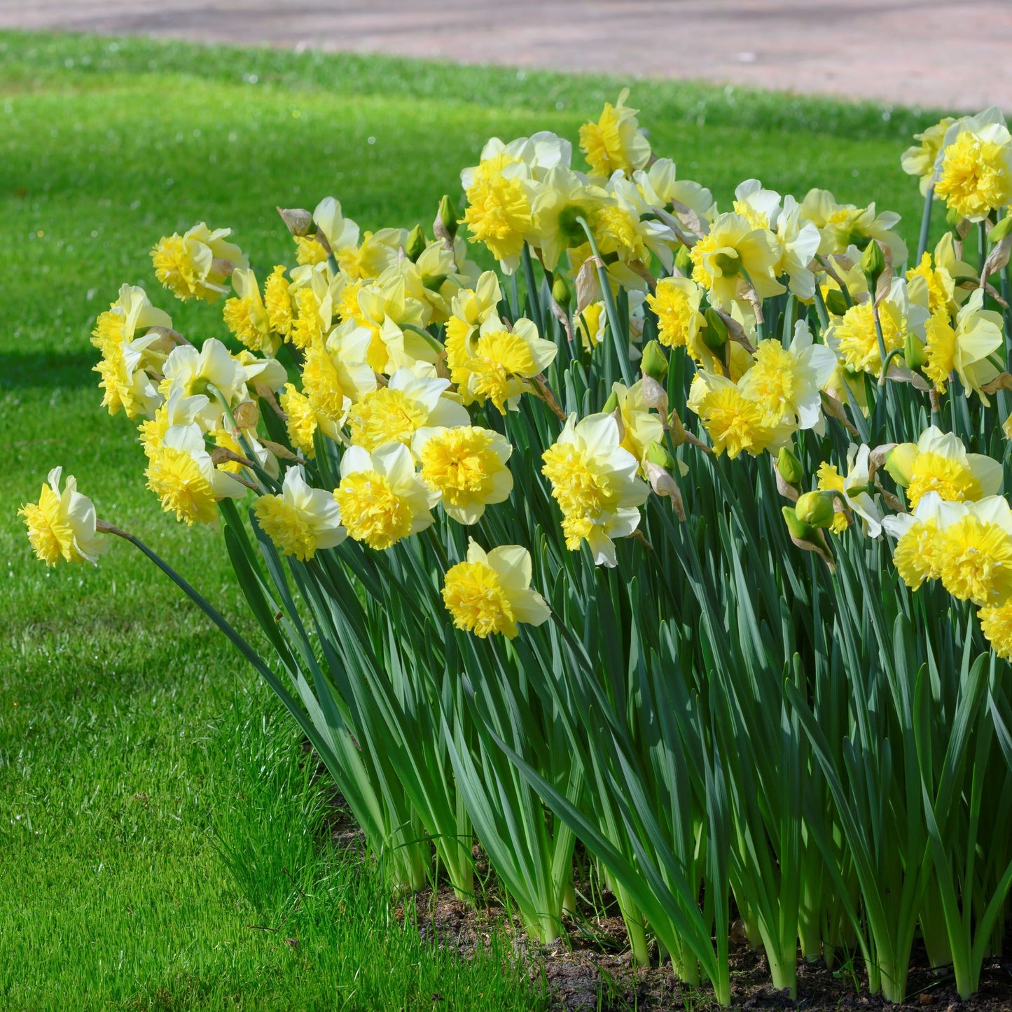 Narciss Ice King 5st