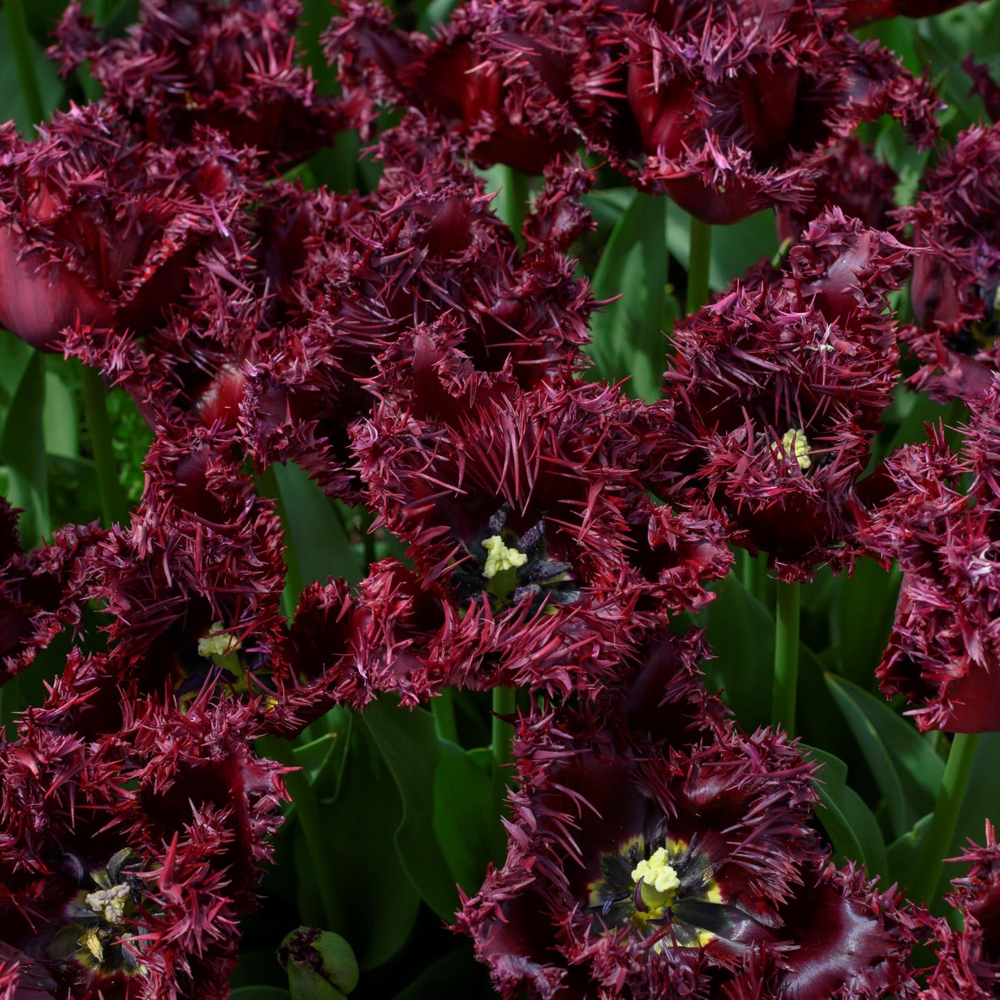 Tulpan Labrador maj 7st