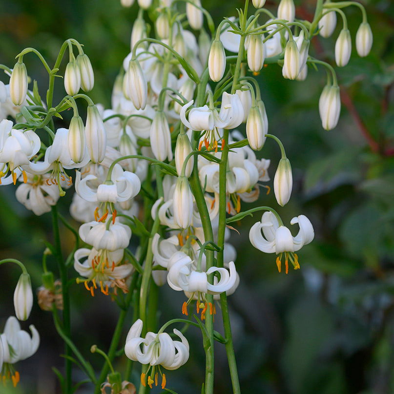 Lilja Martagon Snowy Morning 3st