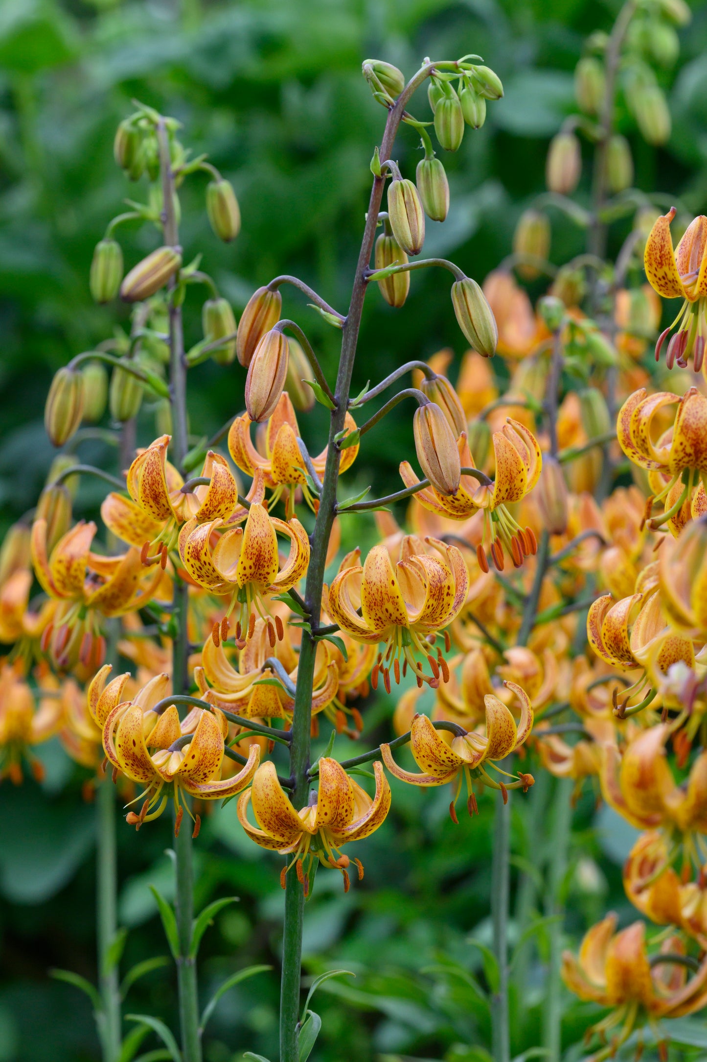 Lilja Martagon Sunny Morning 3st