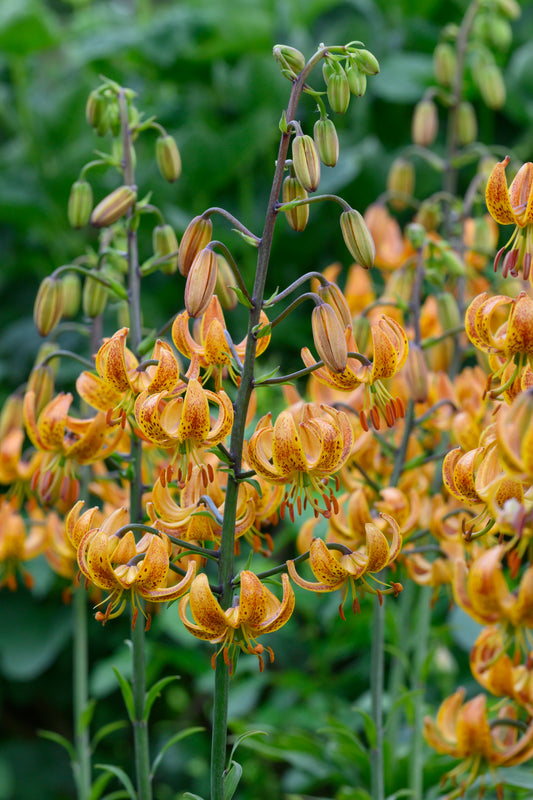 Lilja Martagon Sunny Morning 3st