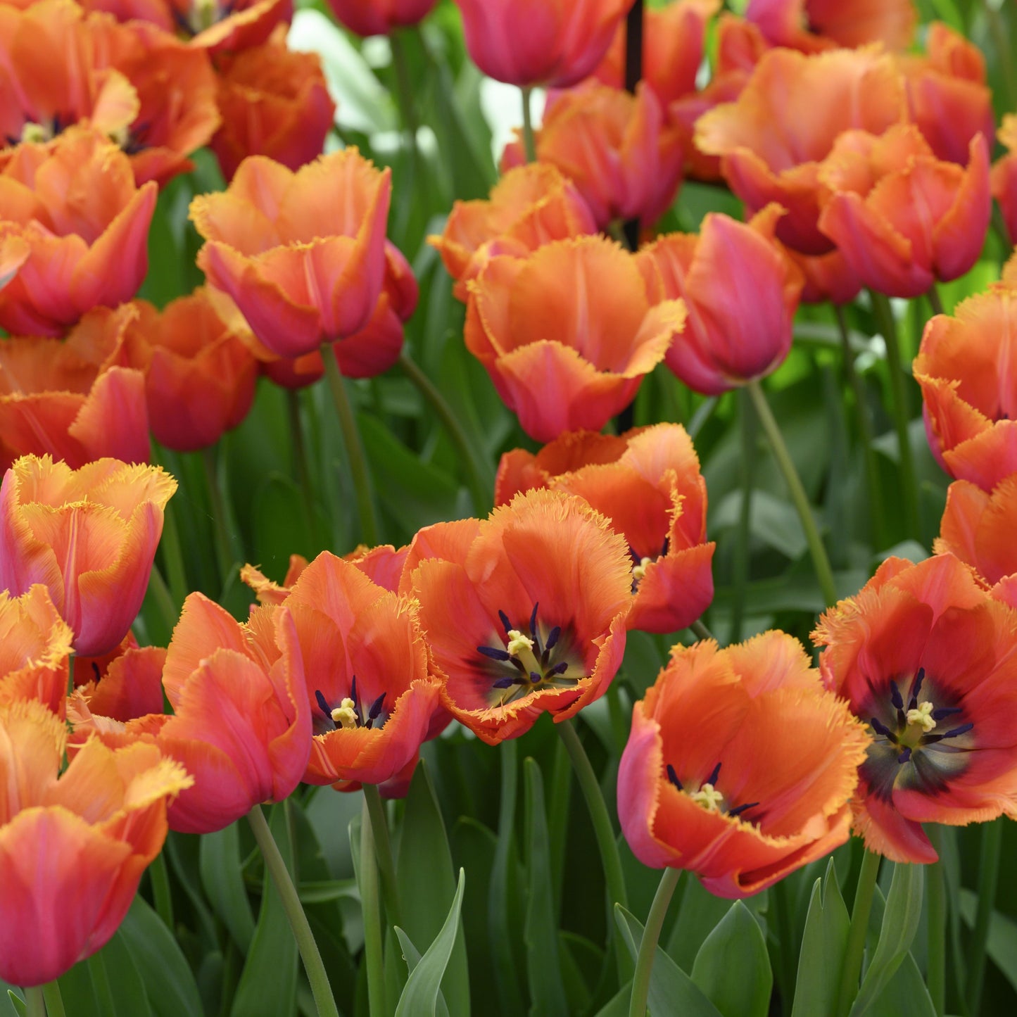 Medeltidig tulpan 'Louvre Orange'