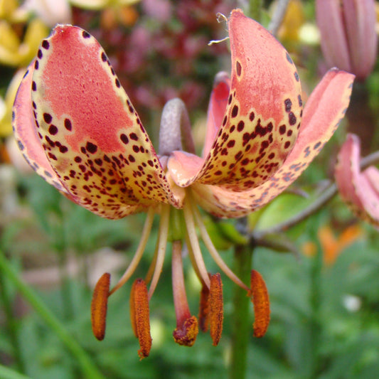 Lilja Manitoba Morning 3st