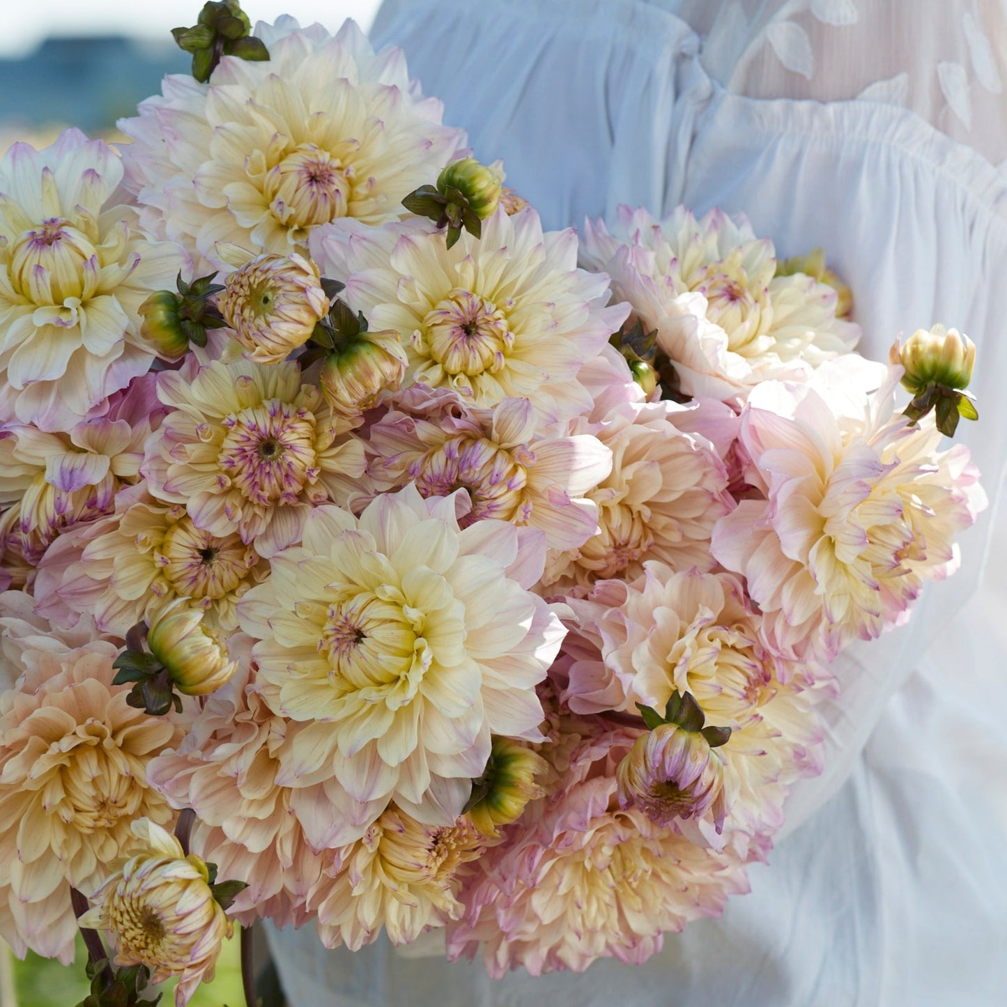 Dahlia Masterclass stickling
