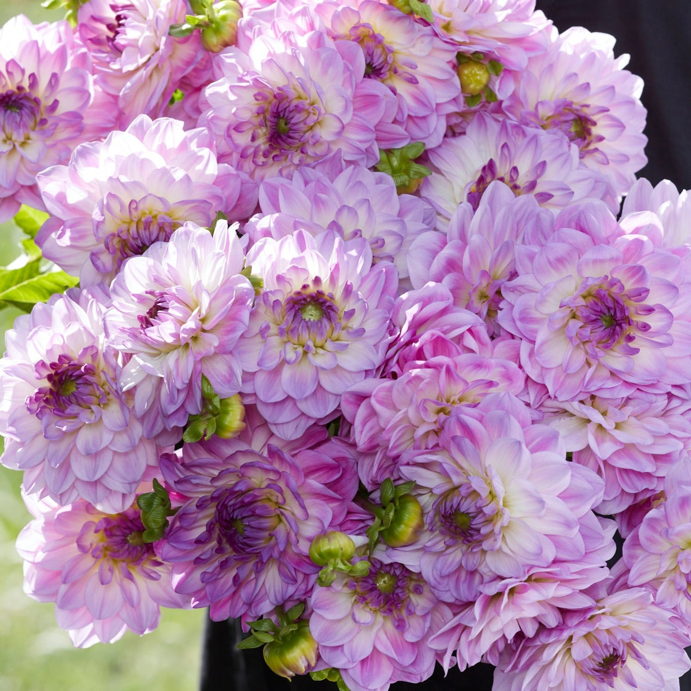 Dahlia Mediterranee