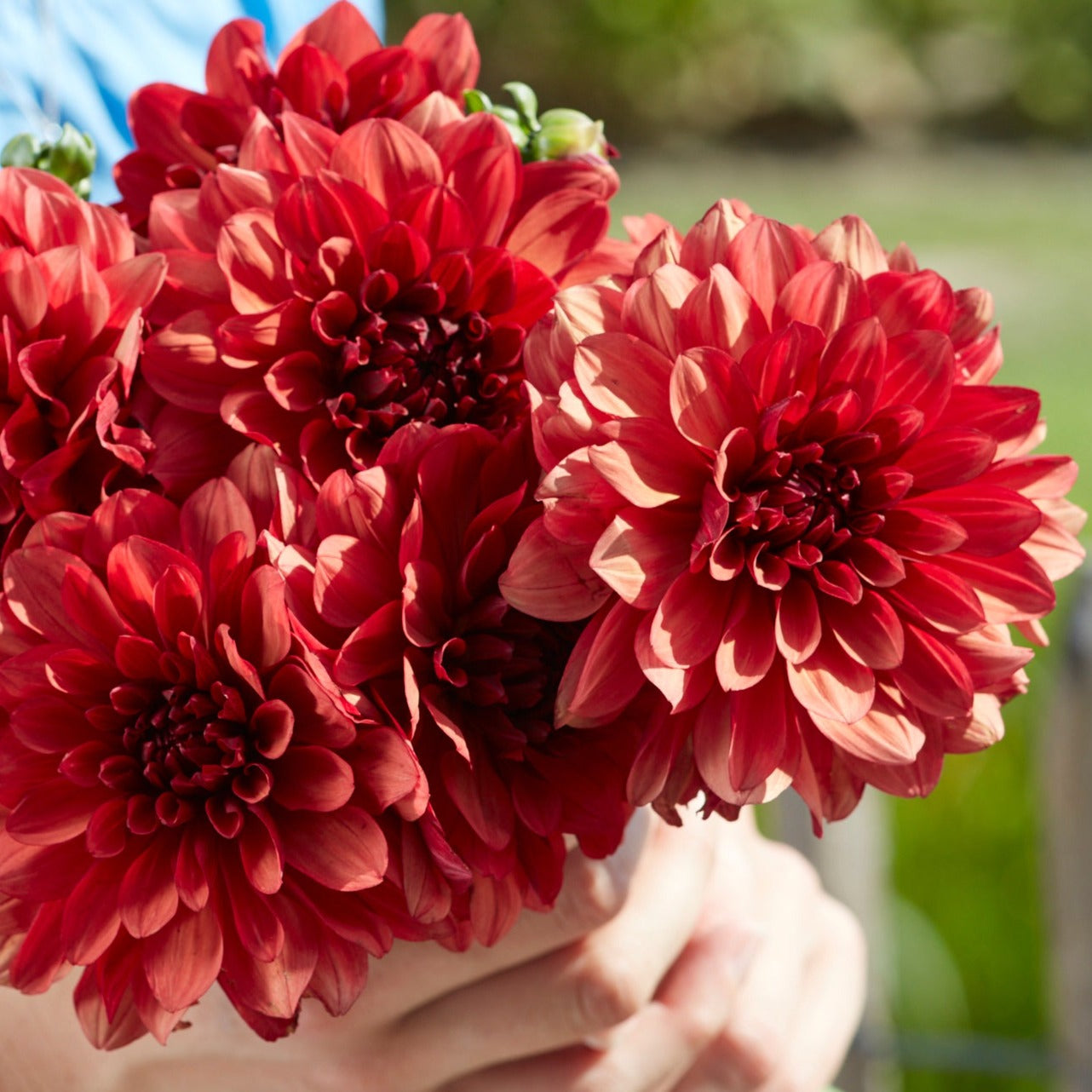 Dahlia Missis Miley