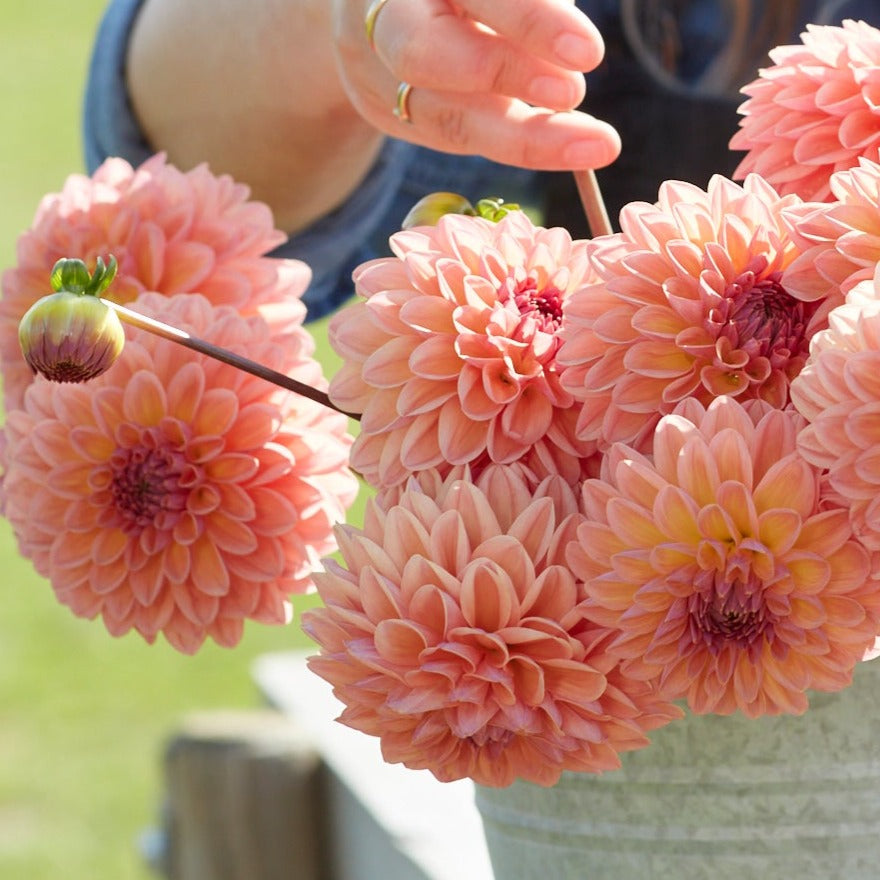 Dahlia Agnieszka´s favoriter mix 7st knölar