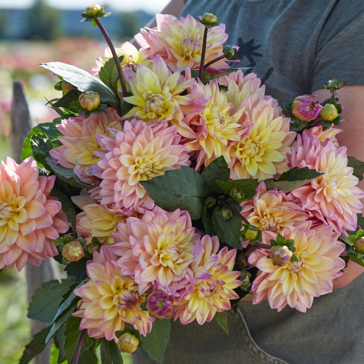 Dahlia Mondriaan Nyhet!
