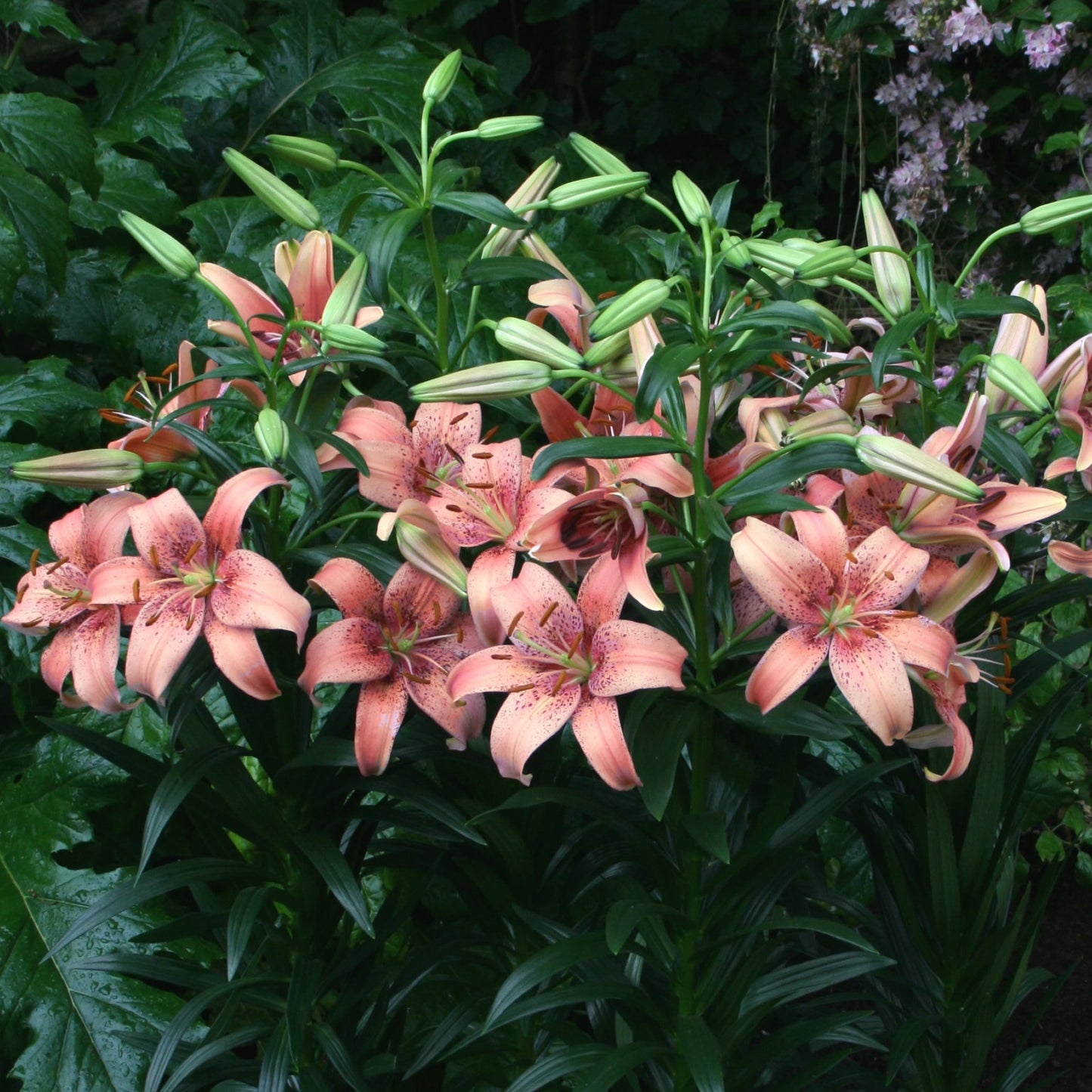 Lilja Morpho Pink 3st