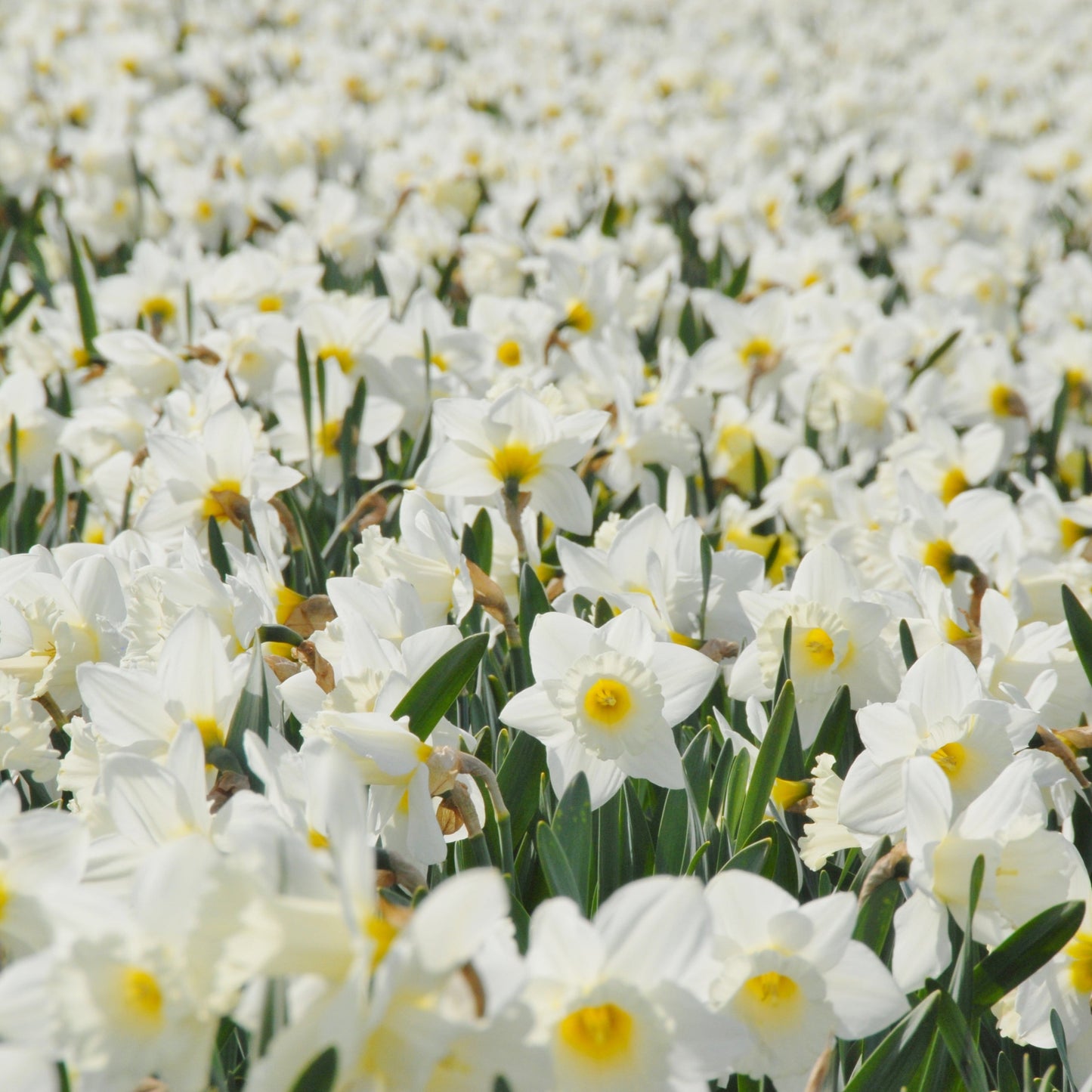 Narciss Mount Hood 5st