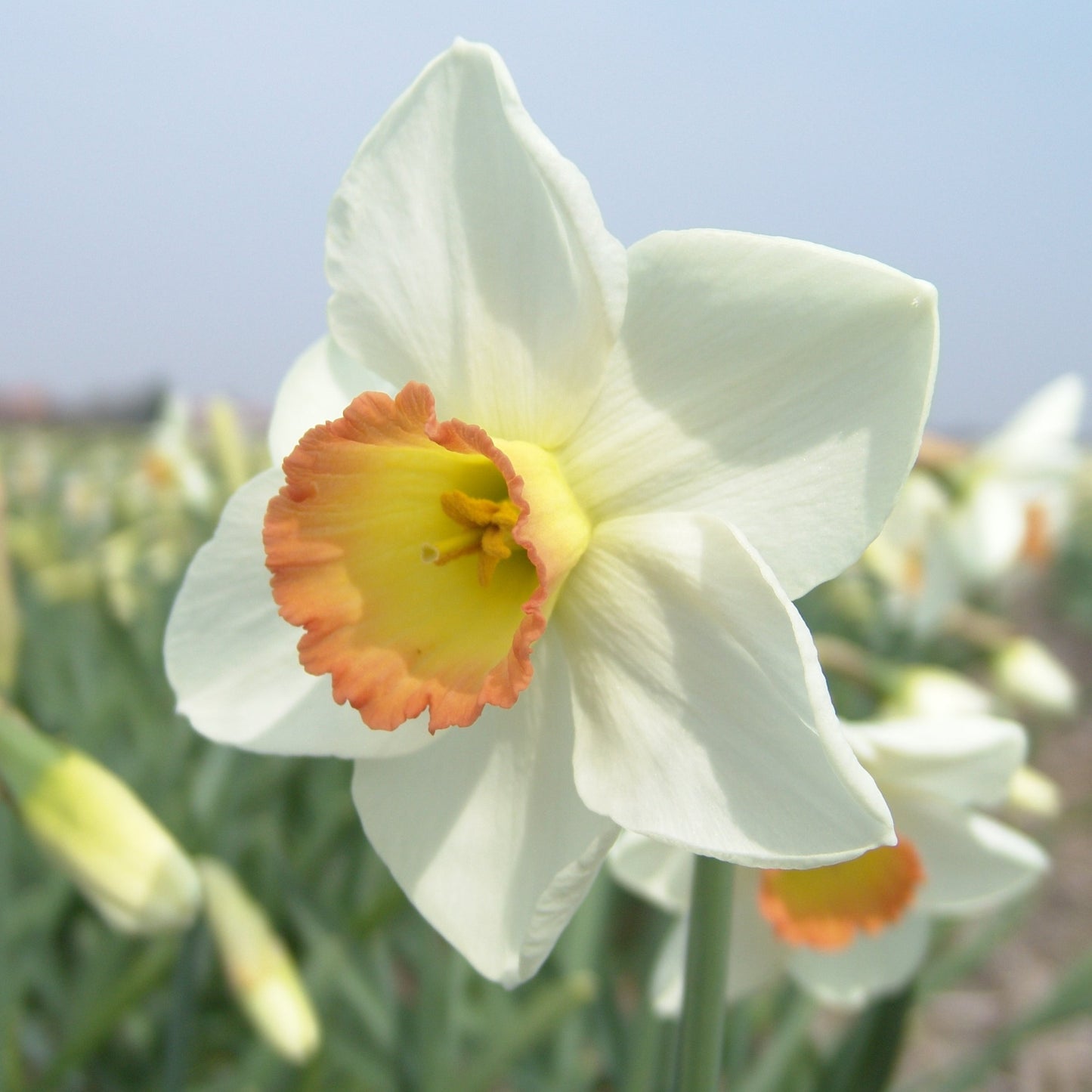 Narciss High Society 5st