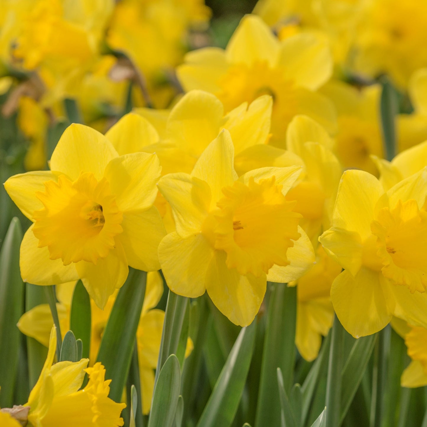 Narciss Dutch Master 10st