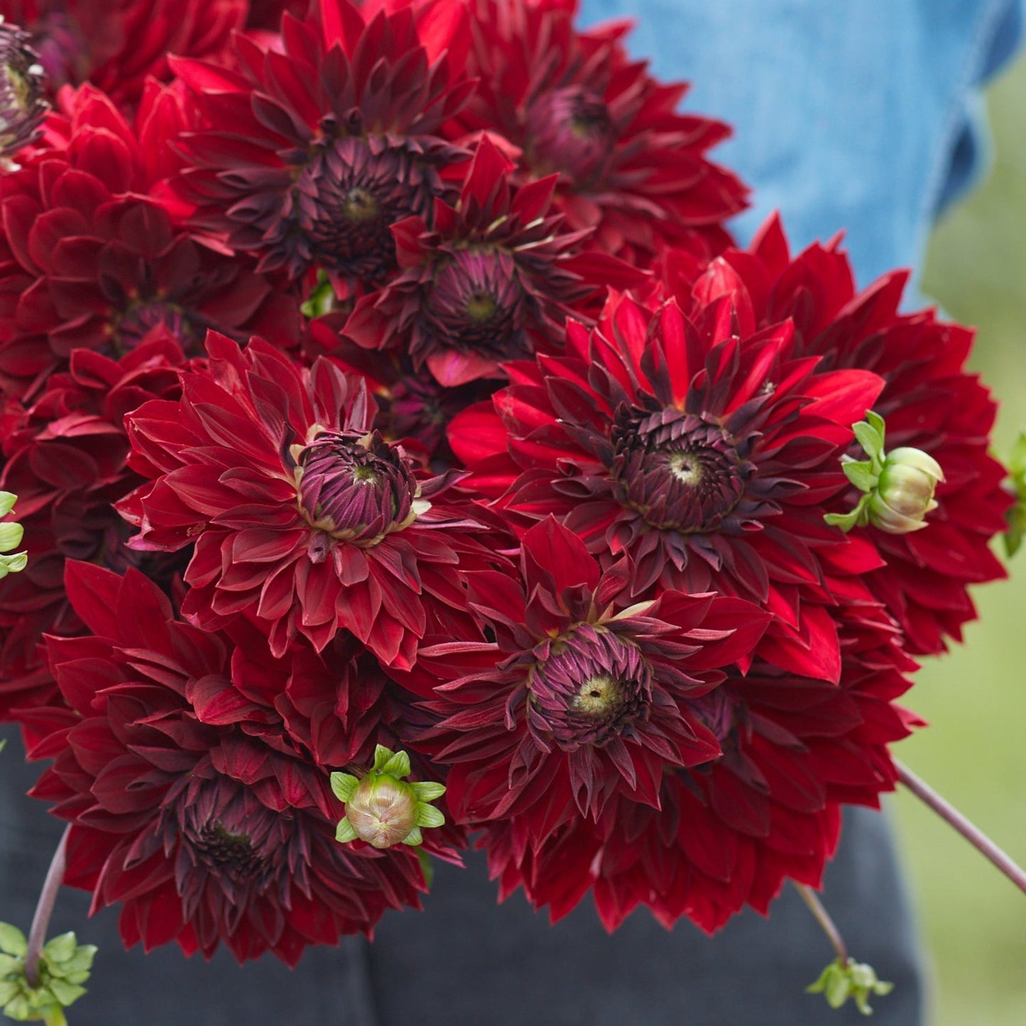 Dahlia National Velvet Nyhet!