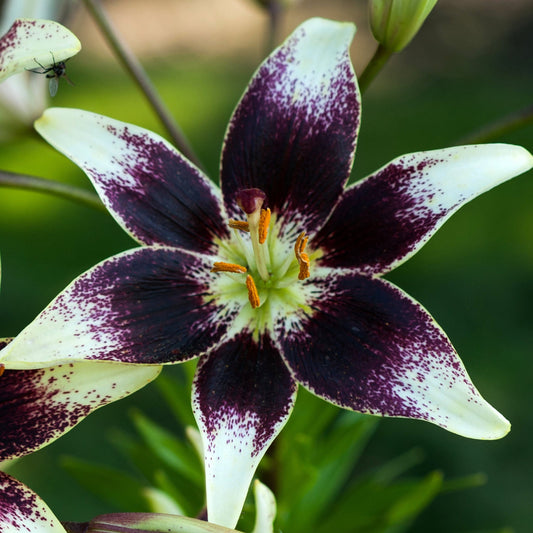 Lilja Netty´s Pride 3st