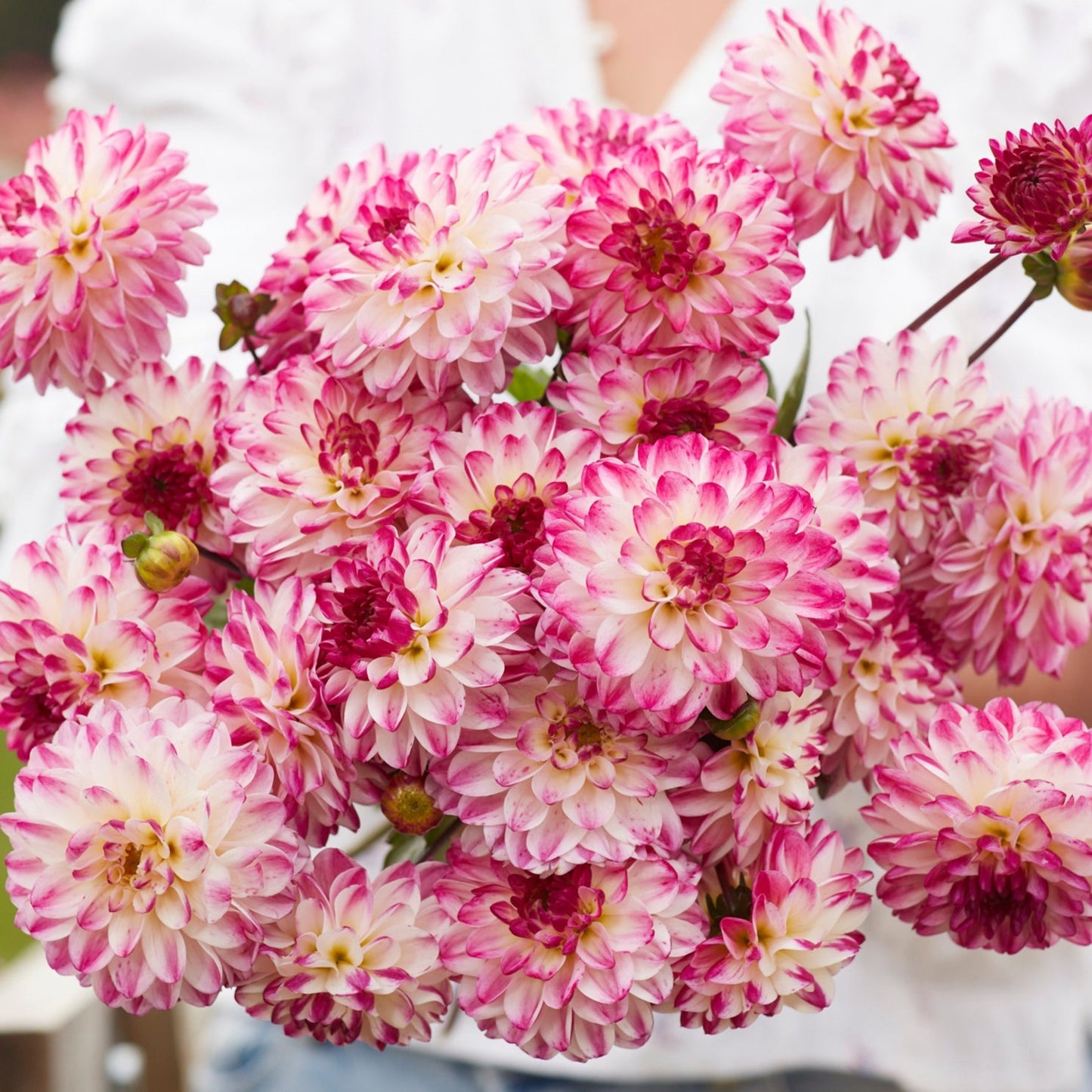 Dahlia Nina´s Choice Nyhet!
