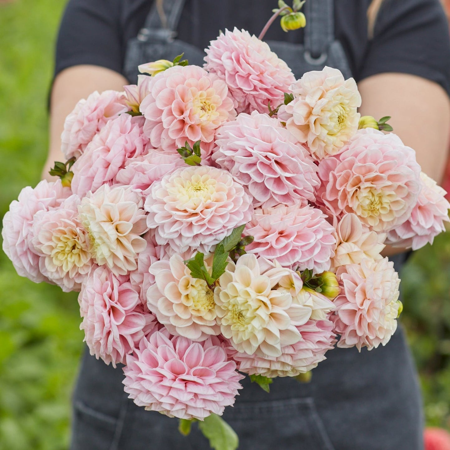 Dahlia Opal Nyhet!