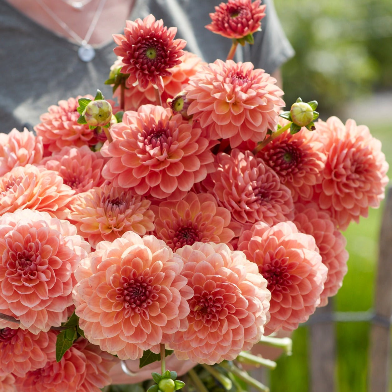Dahlia Orange Breeze