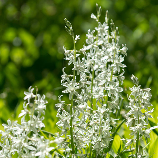 Ornithogalum nutans aftonstjärna 15st