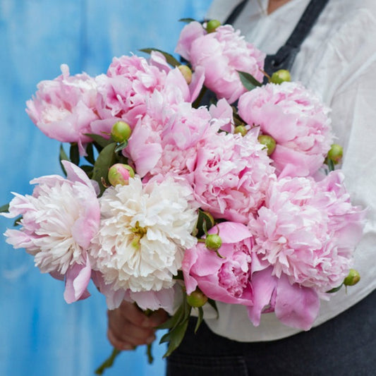 Luktpion 'Angel Cheeks'