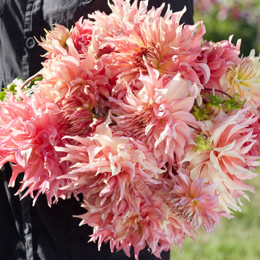 Dahlia Penhill Watermelon
