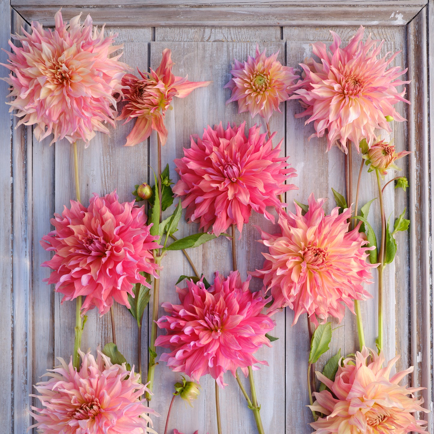 Dahlia Penhill Watermelon