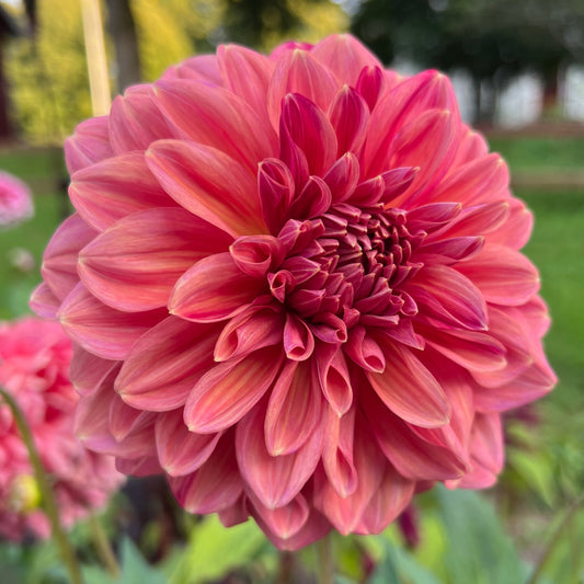 Dahlia Perch Hill