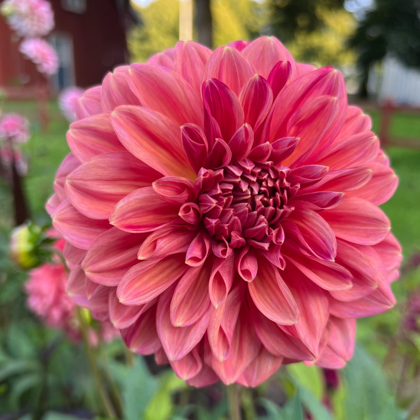 Dahlia Perch Hill