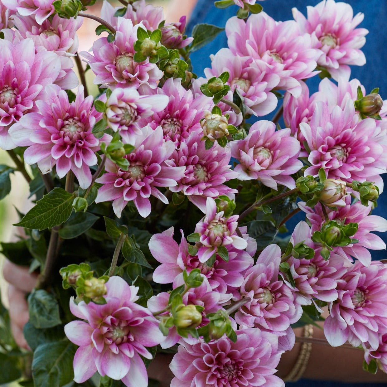 Dahlia Pink Perception