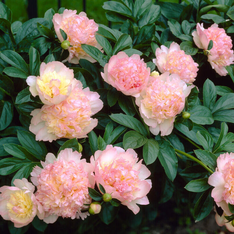 Luktpion 'Raspberry Sundae'