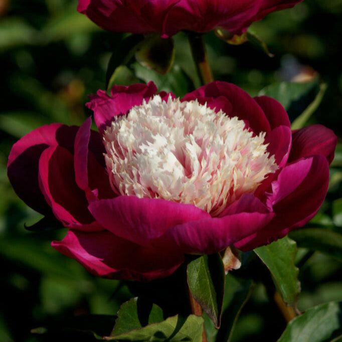 Luktpion 'White Cap'