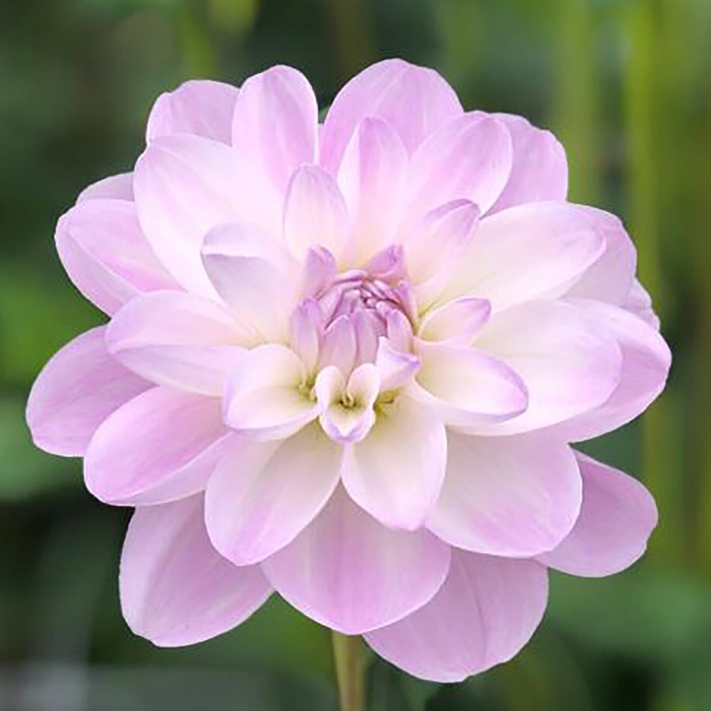 Dahlia Porcelain